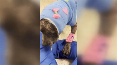 New video shows puppy recovering after being attacked by other dogs at home in Hollywood